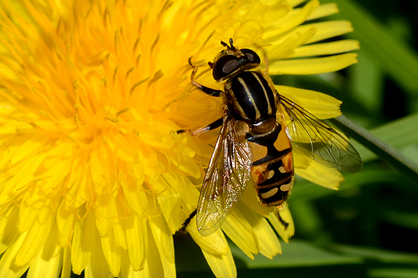 Helophilus pendulus 