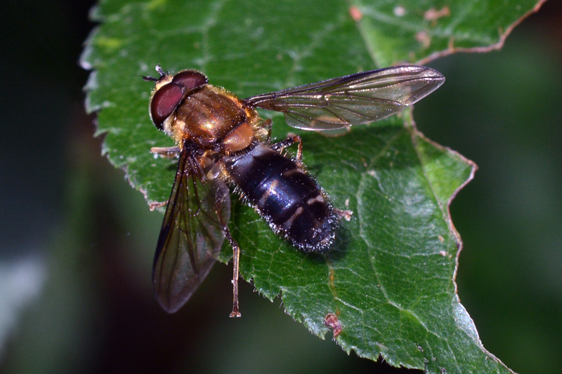 Leucozona glaucia