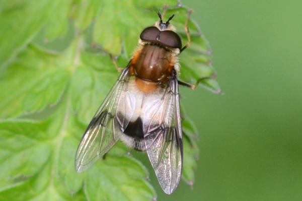 Leucozona lucorum 