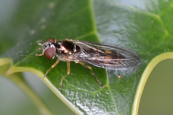 Melanostoma scalare 