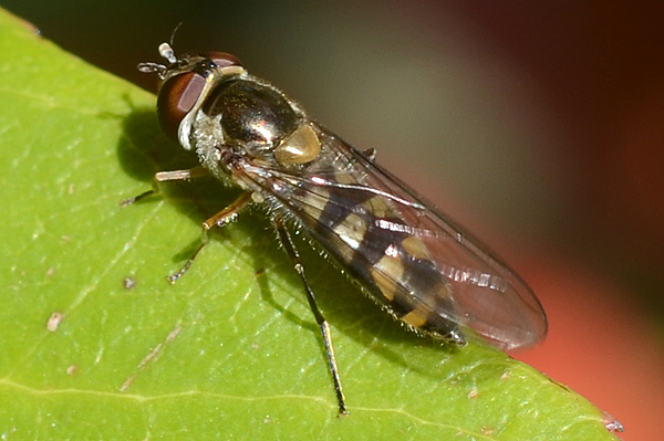 Meliscaeva auricollis 