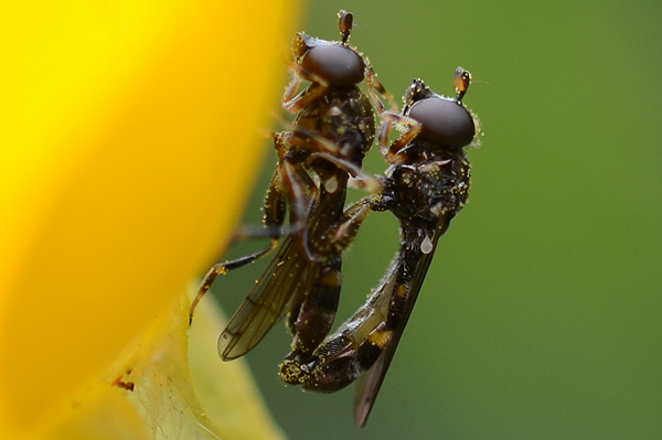 Neoascia podagrica 