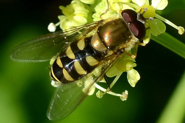 Parasyrphus punctulatus 