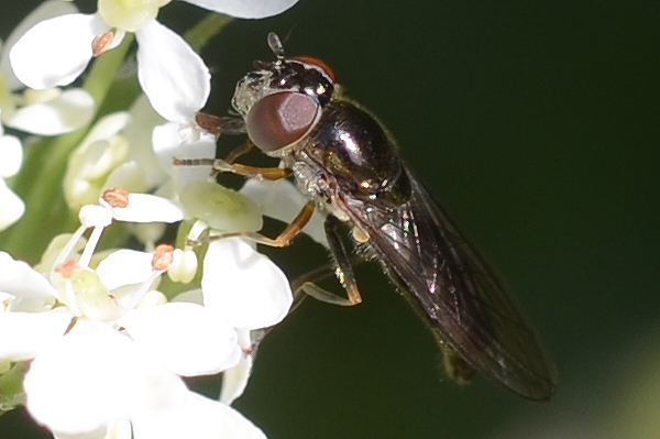 Platycheirus albimanus 