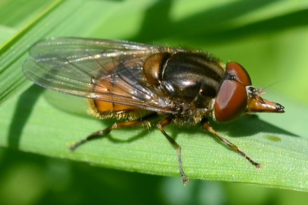 Rhingia campestris 