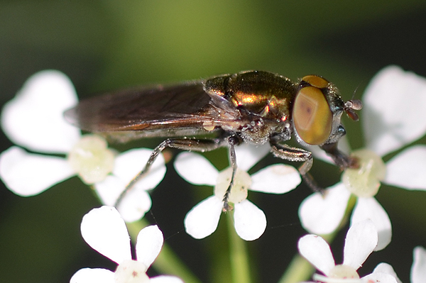 Riponnensia splendens