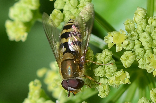 Syrphus ribesii 