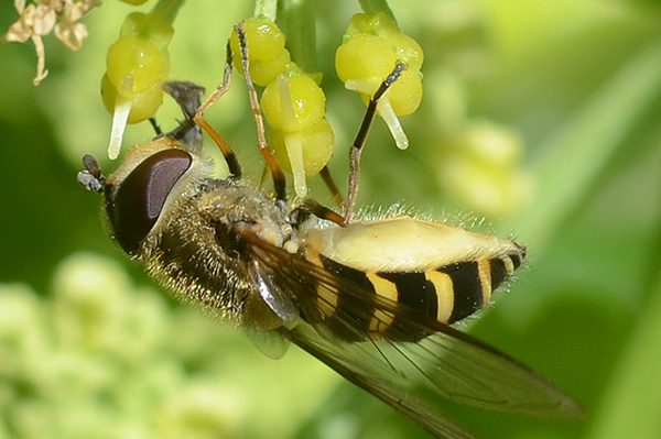 Syrphus torvus 