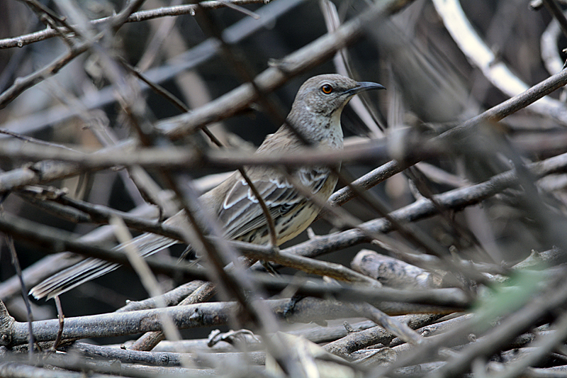 Bahama Mockingbird