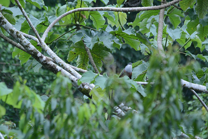 Chestnut-bellied Cuckoo