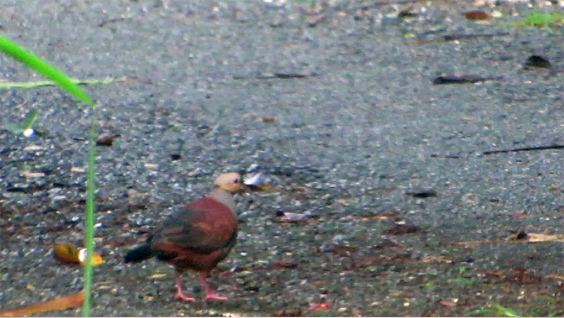 Crested Quail-dove