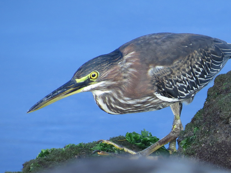 Green Heron