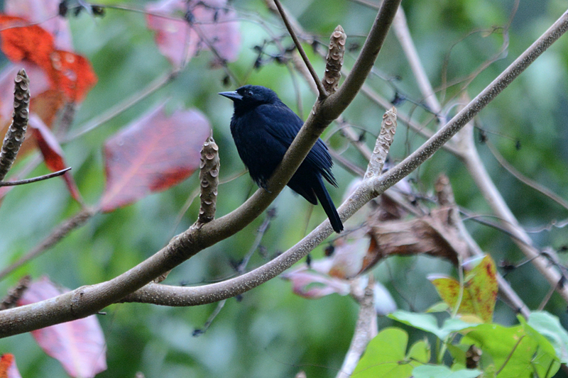 Jamaican Blackbird