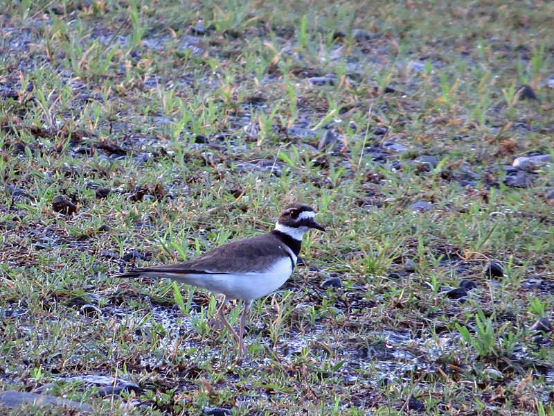 Killdeer