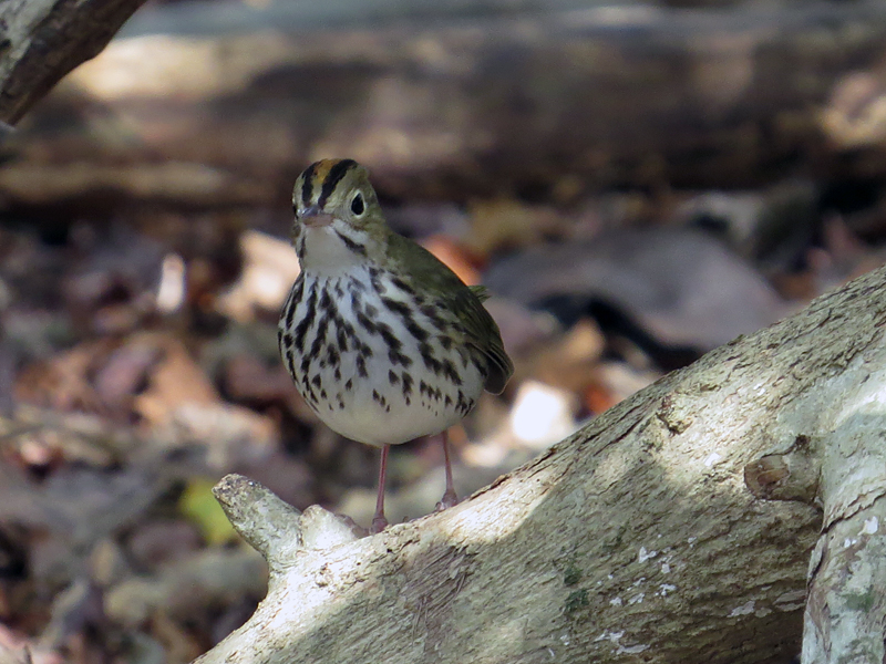 Ovenbird