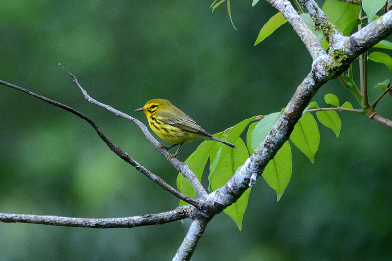 Prairie Warbler