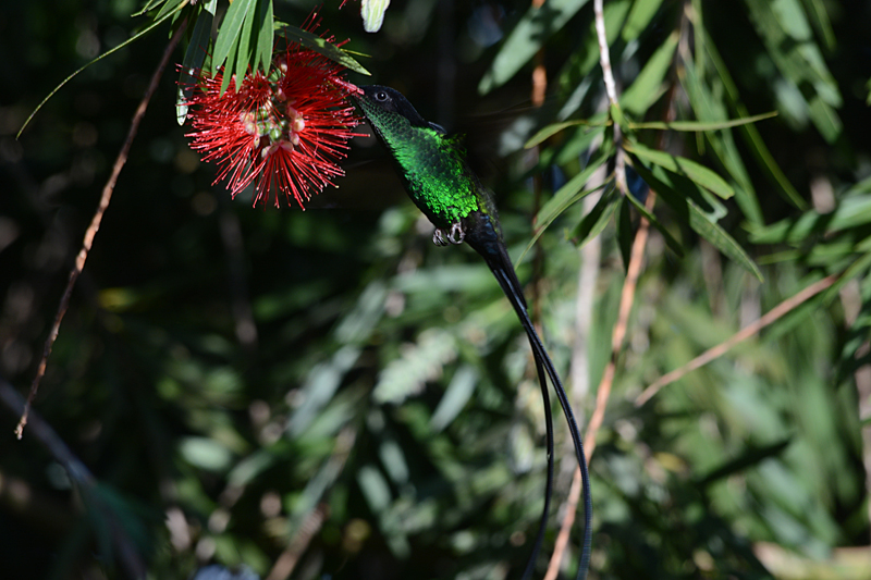 Red-billed Streamertail