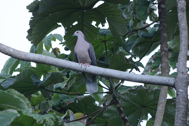 Ring-tailed Pigeon