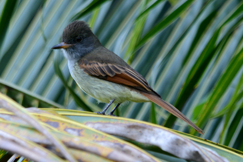 Rufous-tailed Flycatcher