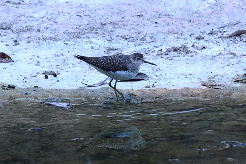 Solitary Sandpiper