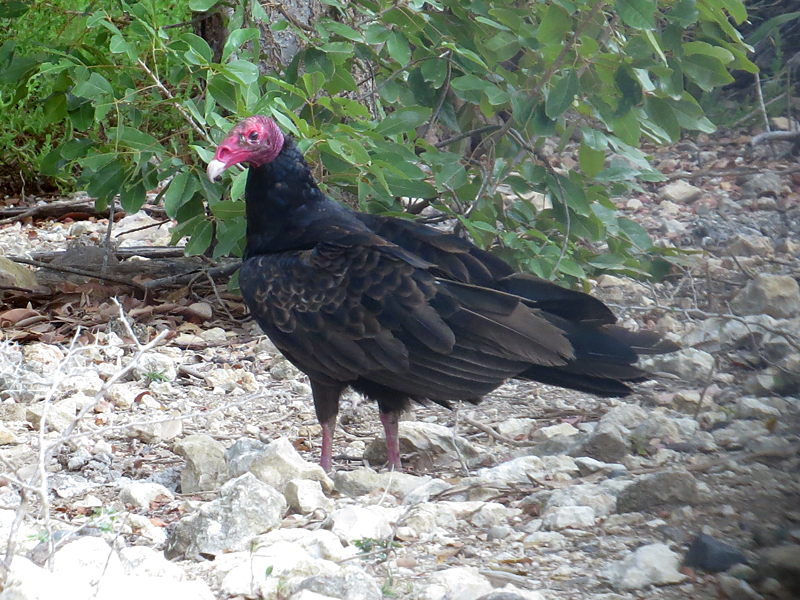 Turkey Vulture