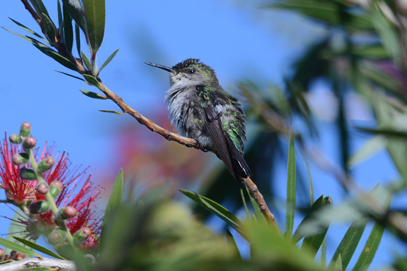 Vervain Hummingbird