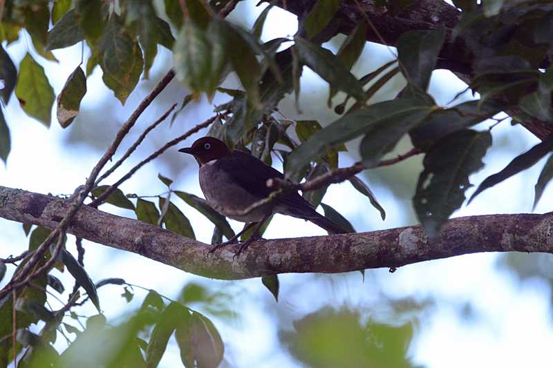 White-eyed Thrush