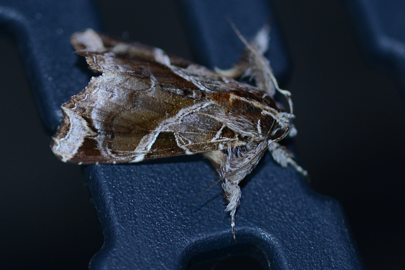 Callopistria floridensis