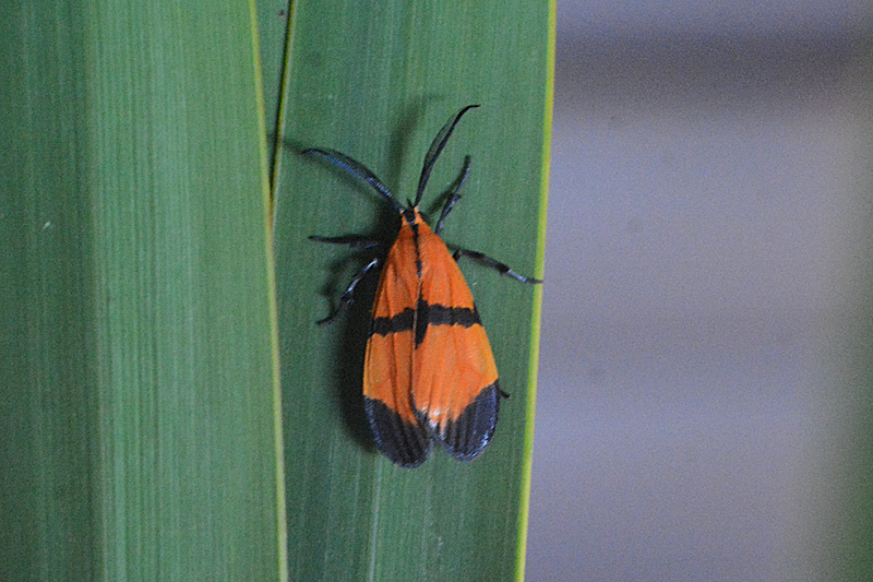 Correbidia cf terminalis