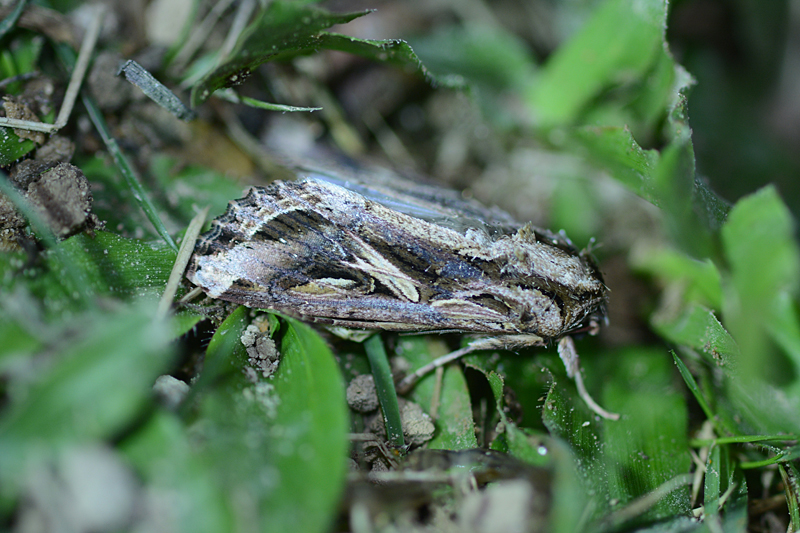 Spodoptera dolichos