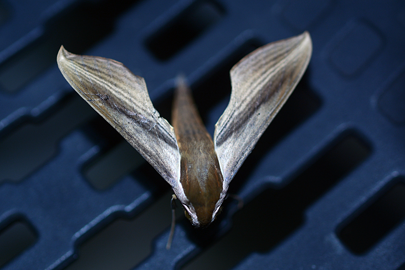 Xylophanes tersa