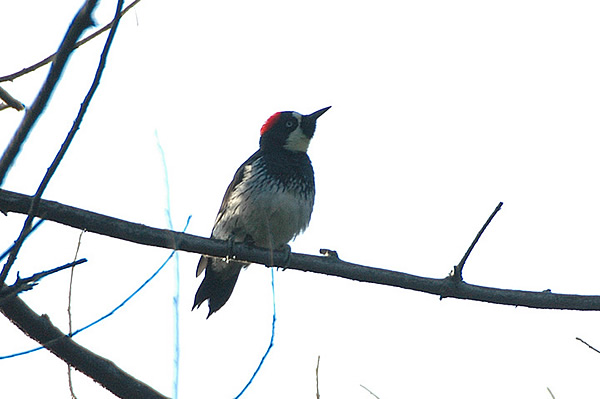 Acorn Woodpecker