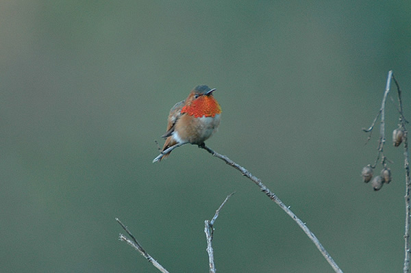 Allen's Hummingbird