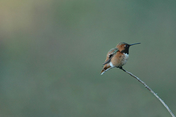 Allen's Hummingbird