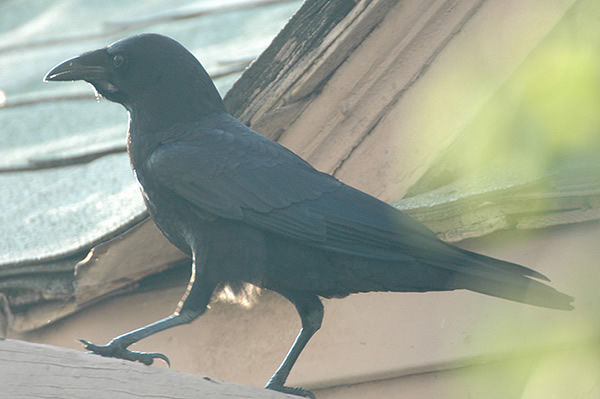 American Crow