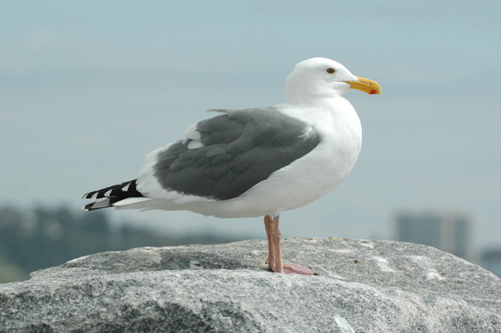 American Herring Gull