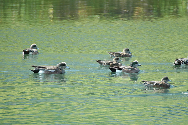 American Wigeon