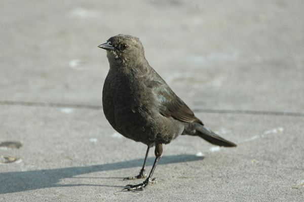 Brewer's Blackbird