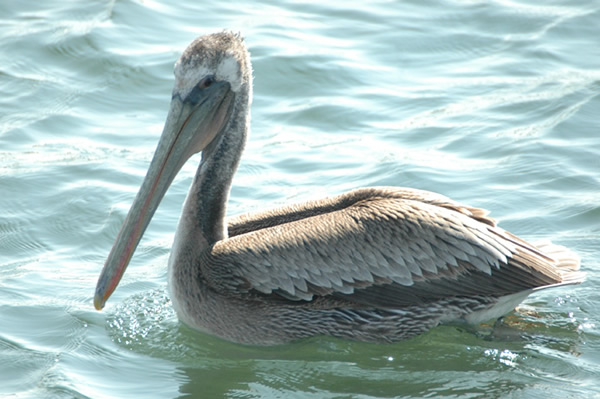 Brown Pelican