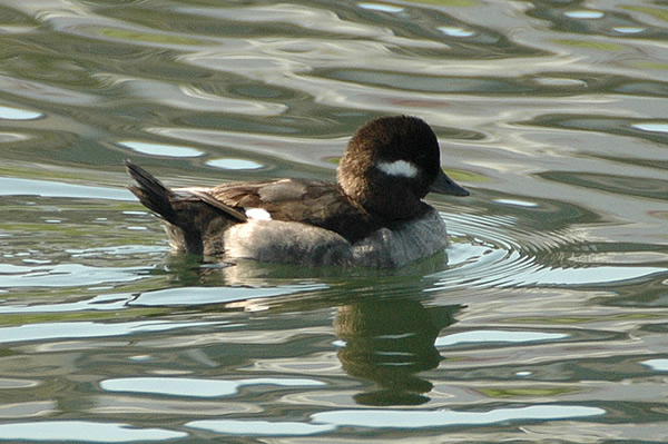 Bufflehead