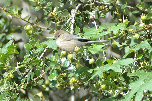 Bushtit