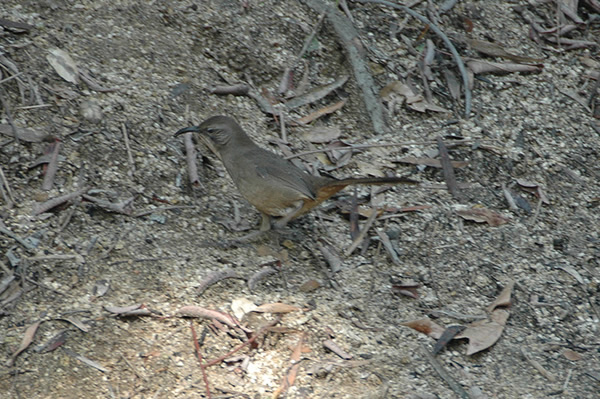 California Thrasher