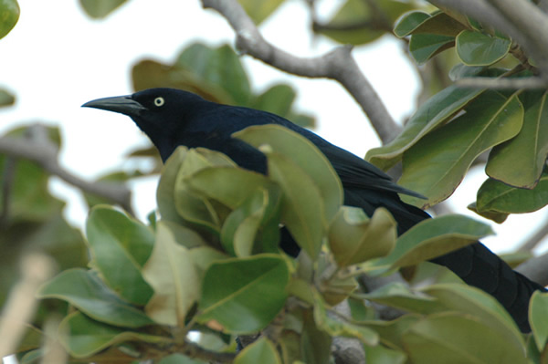 Great-tailed Grackle