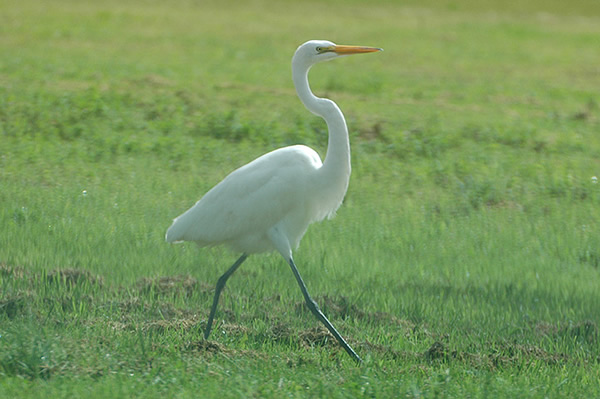 Great White Egret