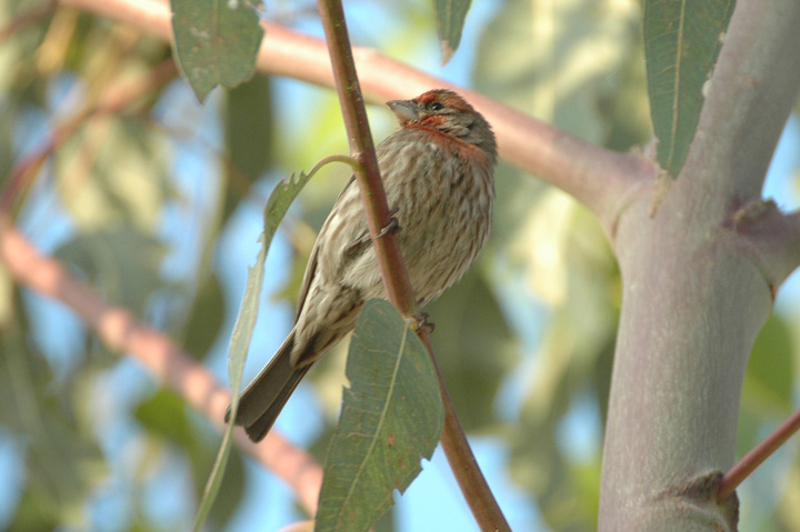 House Finch