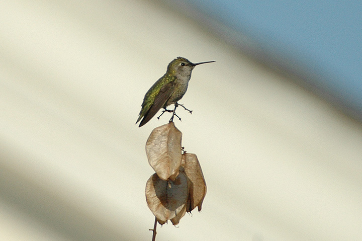 Hummingbird