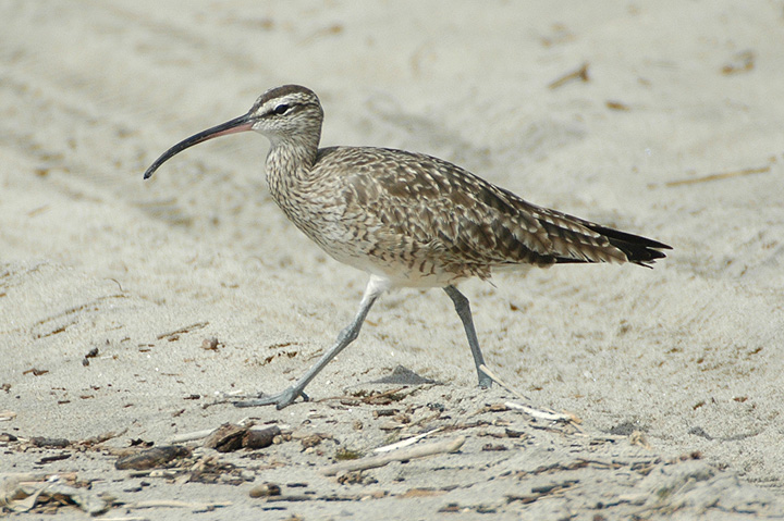 Hudsonian Whimbrel