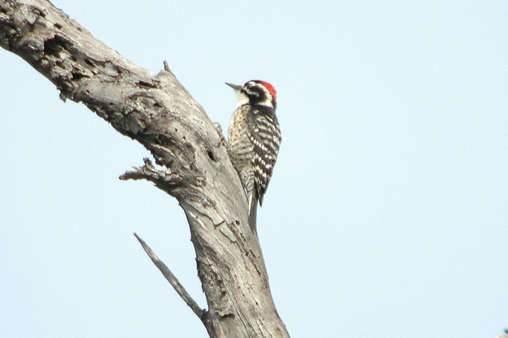 Nuttal's Woodpecker