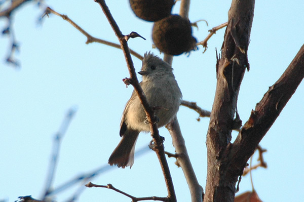 Oak Titmouse