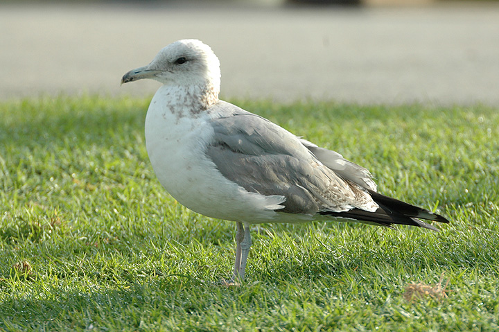 Ring-billed Gull